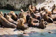 Faszination Erde – 35 000 Seelöwen leben allein in dem Gebiet rund um die Halbinsel Valdés in Patagonien. Hier treffen zwei Meeresströmungen aufeinander und sorgen für Opulenz.