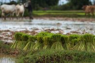 Wildes Indochina – Nutzflächen in Kambodscha
