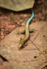 Zoo und so - Tierisch wild! – Blauer Schwanzskink.