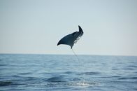Wildes Mexiko – A Mobula Ray leaping out of the ocean.