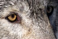 Yellowstone – Wolf