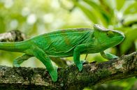 Madagaskar oder der große Karneval der Chamäleons – Eins mit der Umgebung: Chamäleons sind bekannt für ihr enormes Anpassungstalent ...
