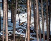Expedition Wild – WYOMING, USA: A red fox leaps across a fallen tree, exploring the snowy grounds of Yellowstone National Park. Foxes often follow packs of wolves Ð the park's top predators Ð but never join them due to a clearly defined social hierarchy. (Photo Credit: