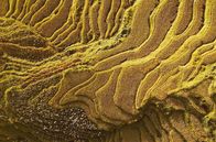 Die Farben Chinas – Gelb ist in China die Farbe des Spätsommers. Es ist die Zeit der vollen Reife - auch auf den Reisterrassen von Yunnan.