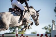 Springreiten: Global Champions Tour – Pferde springen