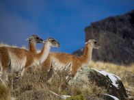 Wildes Patagonien – Wilde Guanakos durchstreifen das Vorgebirge der Anden.