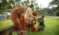 Orangutan Jungle School - Kindergarten mal anders – Fr, 29.07., 02:15 Uhr