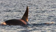 Atlantik - Ozean der Extreme – Die Rückflosse bedeutet Gefahr für Buckelwalkälber: Ein Orca nähert sich.