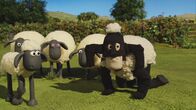 Shaun das Schaf – Ein ungebetener Gast hat sich unter die Schafe gemischt.
