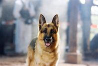 Kommissar Rex – Kommissar Rex