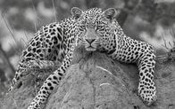Clans der Raubtiere – Hosana the leopard lounges atop a termite mound. (Wild Earth TV/James Hendry)