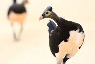 Terra Mater – Das Hammerhuhn brütet seine Eier nicht selbst aus, es legt sie in tiefe Sandlöcher, wo vulkanische Wärme oder Sonnenenergie für die richtige Temperatur sorgen. Taima, Sulawesi, Indonesien