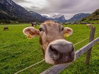 Der Geschmack Europas – Eine Bregenzerwald Kuh.