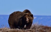Extreme Expeditionen mit Steve Backshall – Grizzly