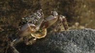 Strände Europas – Die Rennkrabbe lebt zwischen Wasser und Land. Hier frisst sie eineNapfschnecke.