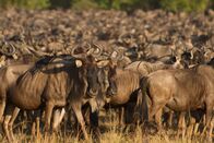 Kampf der Krokodile – Gnu-Herden in Massen. (Bildnachweis: Earth Touch)