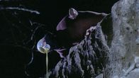 Puppet Master 2 – Pinhead