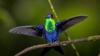 Der Kolibri-Effekt – Eine Violettkronen-Nymphe breitet ihre Flügel aus.