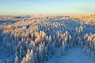 Unser grüner Planet – In nördlichen Breiten, wie in Finnland, dominieren Nadelbäume die Landschaft.