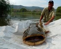 Zeb Hogans Monsterfische – Aquatic ecologist Zeb Hogan studies a Wels catfish in the Ebro river. This monster fish, capable of swallowing a human whole, is one of several invasive catfish species that are taking over the rivers of Spain.