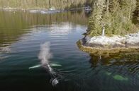 Tierische (R)Evolution – Ein Wal ist an der Küste von Baranof Island im Golf von Alaska auf Nahrungssuche. Dabei hat er eine interessante neue Vorliebe entwickelt …