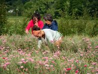 Der Geschmack Europas – Erntehelferinnnen aus dem Valposchiavo pflücken Kräuter.