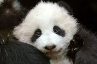 Der Große Panda – Dieser drei Monate alter Panda wird im Wolong-Zentrum für die Auswilderung in die Qinling-Berge vorbereitet.