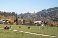 Hüter der Südseeinseln – In Megève bringen Pferde mit der Kraft ihres Galopps die Bergweiden zum Beben. Doch genauso trotten sie mitunter ruhig durch die Straßen des französischen Skiorts.