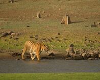 Wildes Indien – Tadoba-Nationalpark, Maharashtra, Indien: Ein Tiger im Abendlicht, der durch einen Bach läuft.