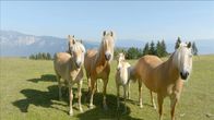 Heimat Österreich – Arnoldstein - Haflinger.