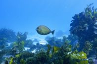 Australien - Im Sog des Ostaustralstroms – Ein Fisch schwimmt über einen Seetanggarten am Great Southern Reef.