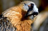 Die Pyrenäen – Der Bartgeier ist eine bedrohte Vogelart in den Pyrenäen.