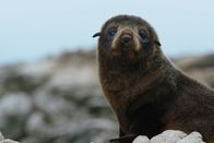 Neuseeland - Rivalen der Urzeit – Neuseeländische Pelzrobben auf den Felsen in Kaikoura, einer der reichsten Meeresgründe der Welt - ein Naturparadies.