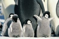 Die Reise der Pinguine – Do, 29.01., 08:35 Uhr