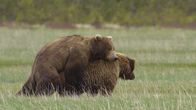 Grizzlys hautnah – Paarende Bären.