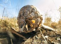 Terra Mater – Mit ihren langen Klauen können Schuppentiere Termiten und Ameisen aus ihren Bauen graben.