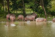 Tierische Eroberer – Sa, 15.02., 03:10 Uhr