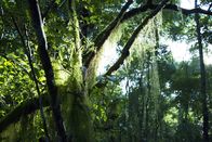 Wilde Inseln – Wald.