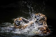 Animal Fight Club – Bengal Tigers playing. A tiger's roar can be heard as far as 2 mi (3 km) away.