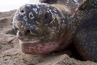 Wilde Inseln – Trinidads ältester Besucher – die Lederschildkröte