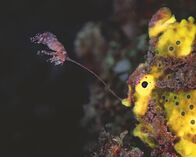 Terra X: Unsere Erde – Anglerfische arbeiten mit den unterschiedlichsten "Ködern". Dieser hat an der Spitze seiner "Angel" einen Fortsatz ausgebildet, der die Form einer Krabbe imitiert.