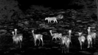 Der Leopard mit den Jade-Augen – Thermal heat image of impala herd looking at a leopard (Toto) walking past them.