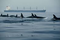 The Last Giants – The Last Giants - Wenn das Meer stirbt... (D 2009) Regie: Daniele Grieco Eine Orca-Familie auf Futterjagd in der Meerenge von Gibraltar.