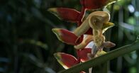 Tod bei Nacht – Costa Rica - Eine Wimpernviper.