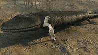 Die glorreichen 10 – Ein Hoch auf die Zehn in der Urgeschichte: Bereits bei Tiktaalik, dem vermutlich ersten Landgänger der Welt, können wir die Grundzüge unseres Handaufbaus erkennen.