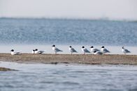 Wildes Venedig – Möwen.