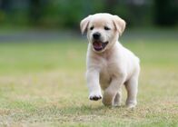Crazy Clips – puppy
