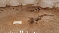 OLI's Wilde Welt - In Afrika – OLI trifft in seiner Dusche auf ein fauchendes Krokodil.