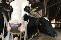 Das System Milch – Das System Milch (2017)