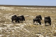 Unentdecktes Nordnamibia – Gnus im Etosha-Nationalpark.